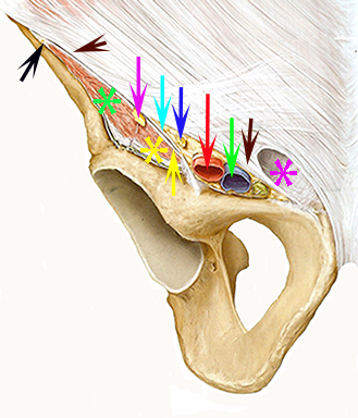 Genital femoral nerve