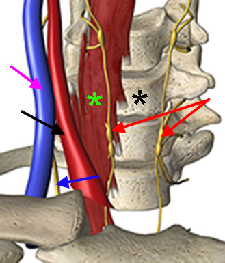 Stellate ganglion nerve
