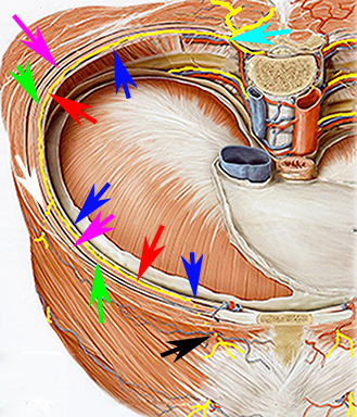 intercostal nerve anatomy